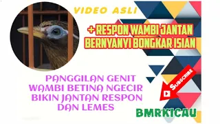 suara wambi betina memanggil jantan dengan gambar asli dan respon jantan bongkar isian