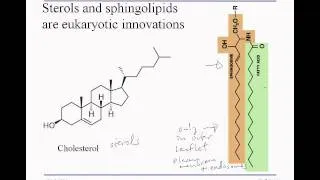 3-2A-Membranes&Lipids.wmv