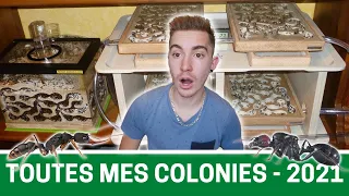 ÉVOLUTION de TOUTES mes colonies de FOURMIS - BILAN 2021