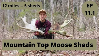 Mountain Top Moose Sheds -- Maine Moose Shed Hunting 2021 -- Beyond the Boundaries EP 11 Part 1