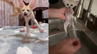 mini fennec fox-funny and cute fennec videos#1