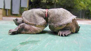 15 Turtles You Won’t Believe Actually Exist