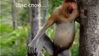 Самые смешные обезьяны с огромным носом. (Funny monkey).