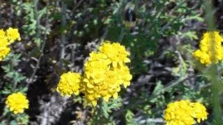 Torrey Pines State beach Spring time flowers - with relaxing Classical music