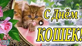 🐱🐾 День Кошек cat Day Красивое поздравление с Днем Кошек песня Музыкальная Видео открытка Music Card