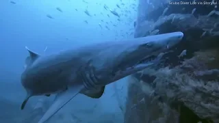 Curious shark sneaks up behind scuba diver