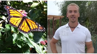 My Favorite Desert Plants for Arizona Gardening - Monarch Butterfly's & Bees