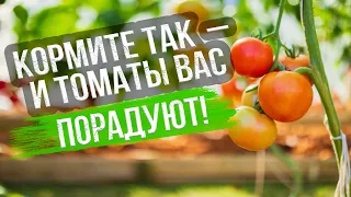 Питание томатов в теплице летом. Особенности органической и минеральной подкормки для помидоров