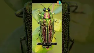 Jewel Beetle: known for their brilliant metallic colors