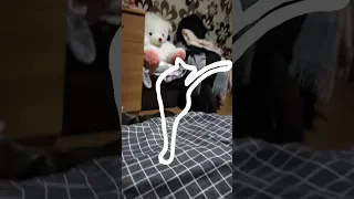 ✨Наши котики✨(звук не наш)#вылучшиеребят