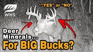 Should You Use Minerals For Deer?