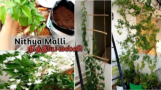 How to grow Nithya Malli| Tips to grow Nithya Malli | Bamboo Trellis| flowering plant |Tamil