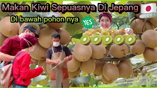 PANEN KIWI🥝MAKAN SEPUASNYA DI JEPANG ( 2021 )