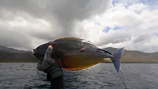 Shot My Biggest Opelu Kala! / Spearfishing Hawaii Vlog / Catch N Cook / Kalalobsta