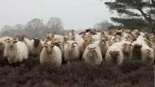 Het Drentse Landschap - Schaapskudde Drouwenerzand  - Drenthe