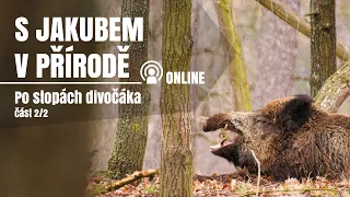 S Jakubem v přírodě online - Po stopách divočáka - část 2/2