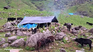 Most Peaceful and Relaxation Mountain Village Life | Best Compilation Video on shepherd Life |