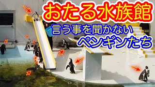 【北海道ドライブ】ウワサの水族館でペンギンのショーに潜入してみたら・・・？　「G.W後編２０２３」