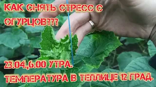 Цена на огурец растёт,второй сбор огурцов 200 кг!!! Пришли морозы🥶