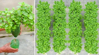 How to grow Mint vegetables without watering, gardening with TEO