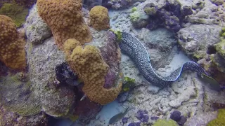 Spotted Moray Blue Tang-Oh!