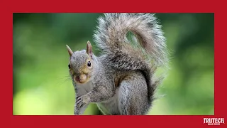 What Noises Do Squirrels Make? - Squirrel Sounds