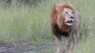 Lion and his cubs roaring