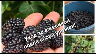 Ежевика кустом -это реальность! Смотрите как легко и просто сформировать куст.