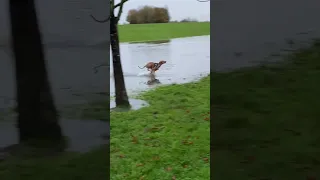 VIZSLA RUNNING IN A LAKE #vizslapuppy #vizsla #doggo