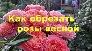 Обрезка и формирование кустов роз весной