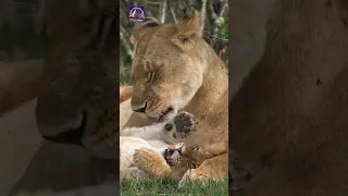 adorable lion cub and loving mom