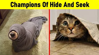 Hilarious Animals Who Are The Absolute Champions Of Hide And Seek