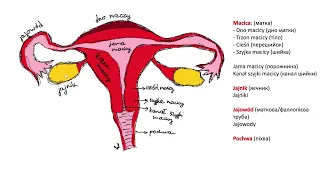 Анатомія жіночої репродуктивної системи + назви хвороб польською мовою