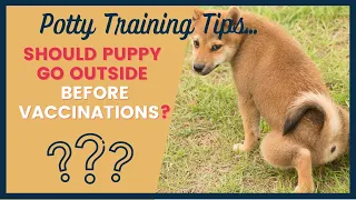 Puppy Potty Training Tips Before Vaccinations