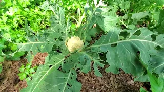 Broccoli & Cauliflower 5/9/24