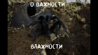 🕷Арахногайд: "О Важности влажности"🕷