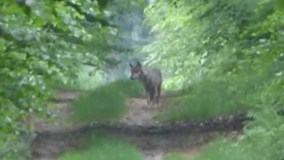 Eine typische Wolfsbegegnung