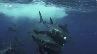 Как галапагосские акулы (Carcharhinus galapagensis) поедают 2,5 м ваху (Acanthocybium solandri) ?