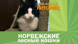 Норвежские лесные  кошки