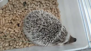 hedgehog in the pet shop