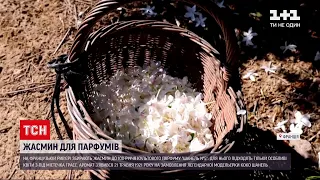 Новини світу: у Франції збирають жасмин до сторіччя улюбленого парфуму Мерілін Монро