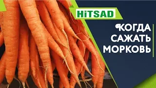 Когда сажать морковь 🥕  Советы От Хитсад ТВ