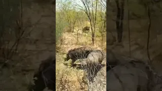 How to catch wild pig 🐖 || #shorts #ytshorts #viralshorts #shortvideo #wildlife #pig #india #