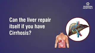 Can the liver repair itself if you have Cirrhosis?
