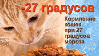 Кормление кошек в мороз минус 27 градусов