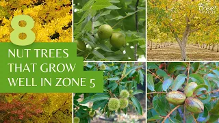 8 Nut Trees That Grow Well In USDA Zone 5