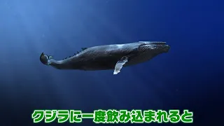 クジラに関する面白い雑学