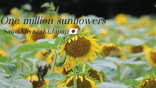 One million sunflowers in Saito city