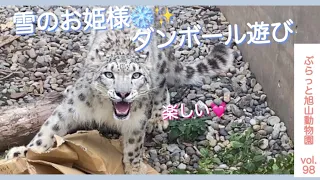 久しぶりに大興奮💓ユキヒョウのユーリ、ダンボール遊びvol.98@旭山動物園/Yuri of snow leopard, playing cardboard