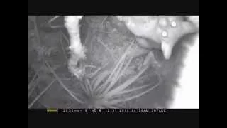 Possums interfering with camera